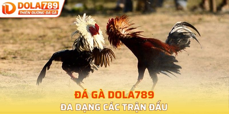 Đá gà DOLA789 với nhiều trận đấu