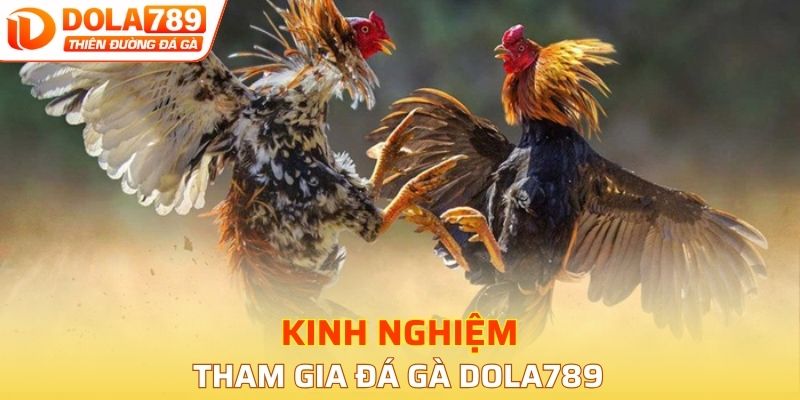 Bí quyết giúp đặt cược đá gà DOLA789 hiệu quả