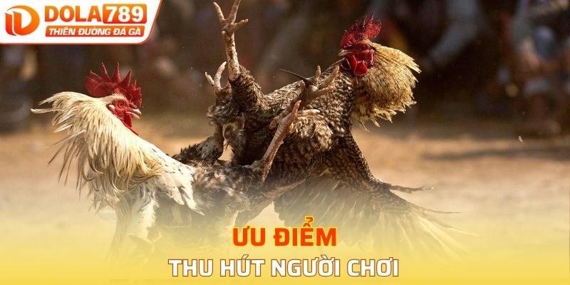 Đá gà DOLA789 có ưu điểm gì thu hút người chơi